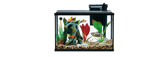 aquarium aquarium